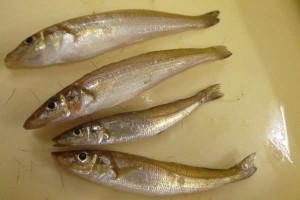 子供の日のコンビナートは人だらけ。